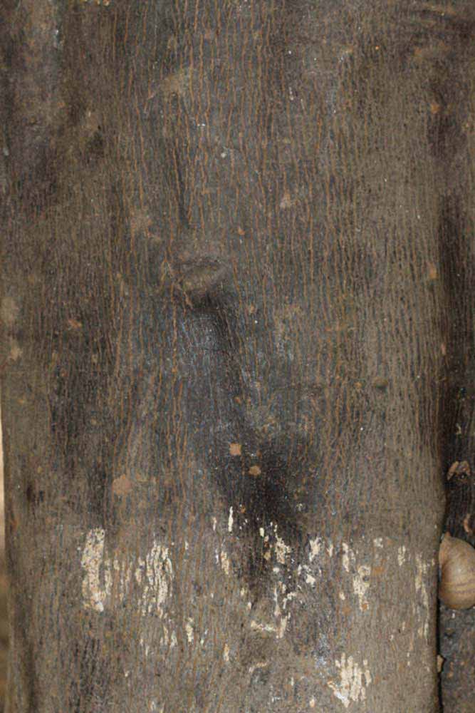            Bark (Riverside, CA)   